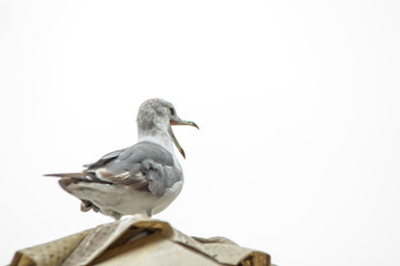 seagulls sitting on a roof with a gray sky background