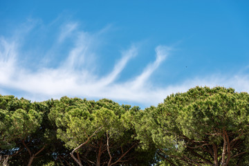Forest with maritime pines - Ostia Antica Rome Italy
