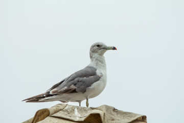 seagulls sitting on a roof with a gray sky background