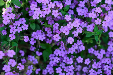 Fototapeta premium Top view of the saponaria flowers planted in the garden, many purple colour flower field background