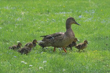 Rodzicielstwo © Tomek Kiecana
