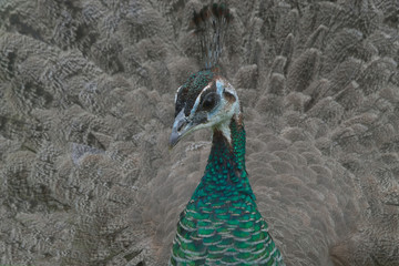 Portret pawicy © Tomek Kiecana