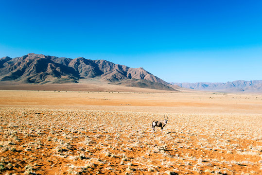 An antilop in Africa