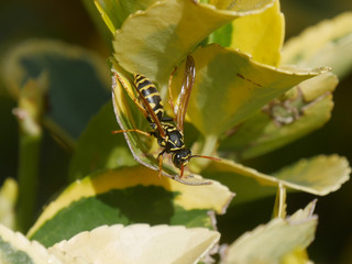 Wasp on leaf. Wasp camouflaged on a leaf of a plant in the background.