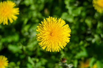 Bright yellow dandelion flower on green grass background