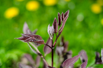 plant with Burgundy leaves gaining color