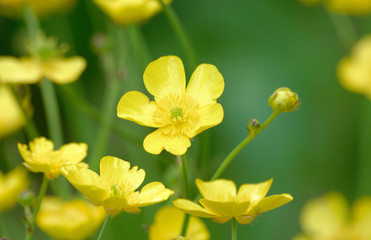 Summer flowers.