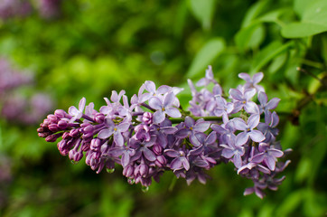 purple flowers in the garden, lilac