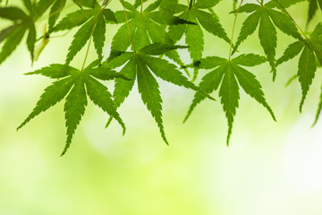 新緑のもみじ　背景素材