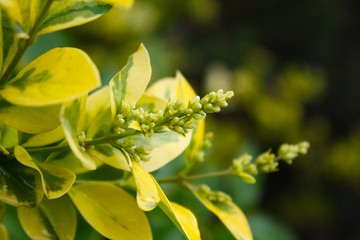 yellow flowers in garden