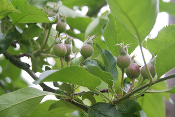 Many little green apples growing on branch in springtime. Apple tree in the orchard. Malus domestica
