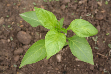 Pepper plant in the vegetable garden in springtime. Capsicum Annum