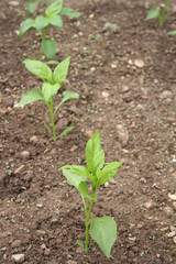 Pepper plant in the vegetable garden in springtime. Capsicum Annum
