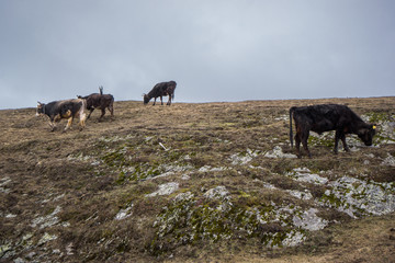 cows standing on meadow