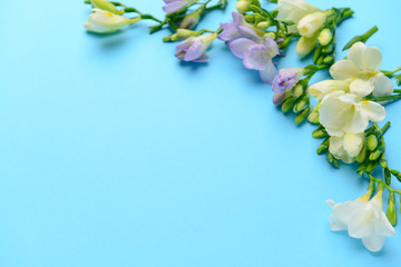 Beautiful freesia flowers on color background