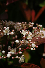 Photinia white flowers and blossoms on branch in springtime. Photinia x fraseri bush