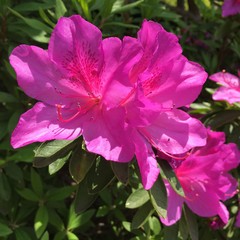 このツツジの花は美しく眩しい女性そのもの