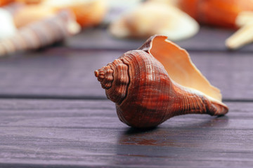 Different sea shells on color wooden background