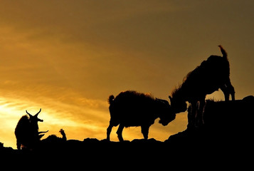 Fototapeta na wymiar Goat sunset animal silhouette nature 