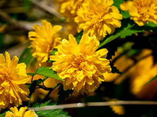 Fancy kerria japonica pleniflora in bloom 1