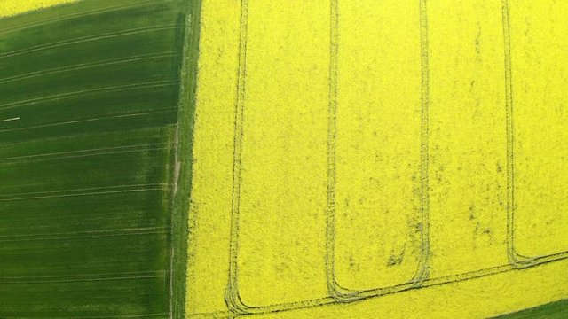 Aerial view, flight over agriculture with cereal fields and rapeseed cultivation, Sch&ouml;ffengrund, Schwalbach, Hochtaunuskreis, Hesse, Germany