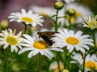 Grass Skipper on daisies 4