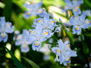 cluster of Japanese fringed irises