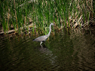 Grey heron wading in a pond 2