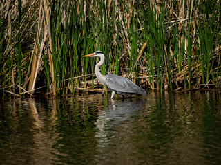 Grey heron wading in a pond 5