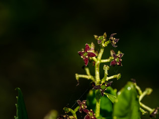 small aucuba japonica flowers in bloom 1