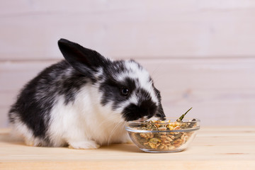 little rabbit eating food from a glass bowl on wooden light background