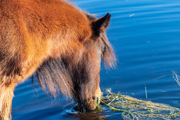 horse in water