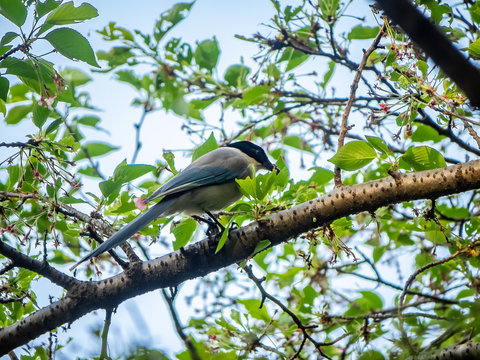 Japanese tit, palus minor, on a branch