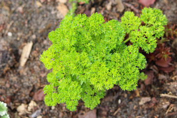 young parsley green