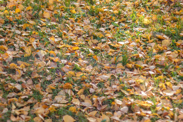 autumn yellow leaves on the background of trees in the Park