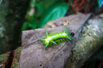 Stinging Slug Caterpillar, Taman Negara national park, Malaysia