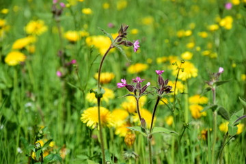 Löwenzahn und Lichtnelke auf einer Blumenwiese