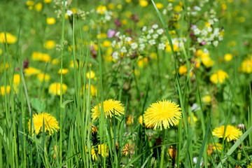 L&ouml;wenzahn - L&ouml;wenzahnwiese - Blumenwiese im Fr&uuml;hling