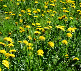 Blühender Löwenzahn - Löwenzahnwiese - Wiesenblumen im Frühling