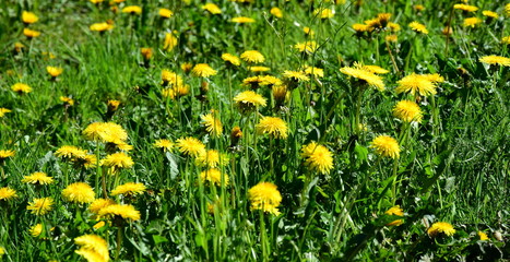 Blühender Löwenzahn - Löwenzahnwiese - Wiesenblumen im Frühling