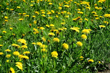 Obraz premium Löwenzahn - Löwenzahnwiese - Blumenwiese im Frühling