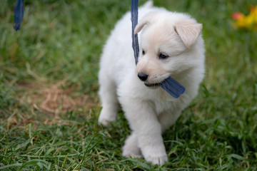 Wei&szlig;er Schweizer Sch&auml;ferhund - Berger Blanc Suisse