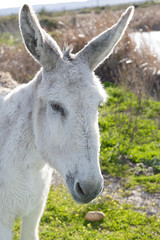 Close up portrait of a white donkey