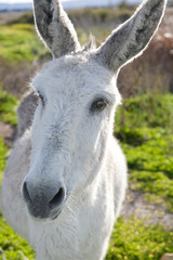Fototapeta premium Close up portrait of a white donkey