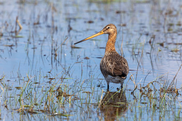 Eine Uferschnepfe im Flachwasser seitlich stehend mit Blick nach links