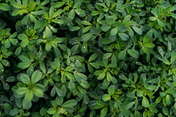 green plant texture