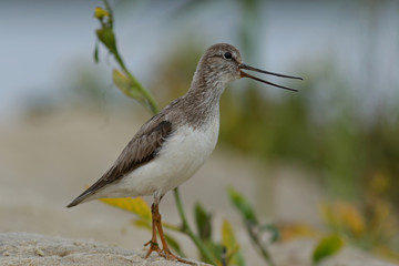 bird on the beach