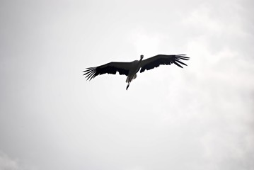 Cigogne