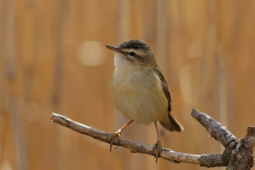 bird on a branch