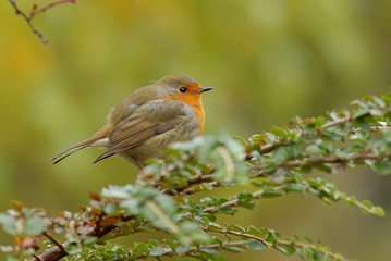 robin on a branch